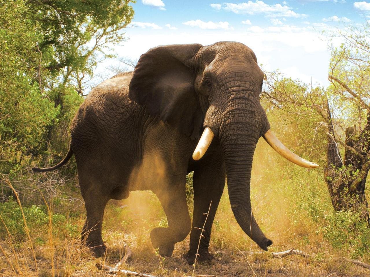 Tembe Elephant Park Lodge Sihangwane Εξωτερικό φωτογραφία