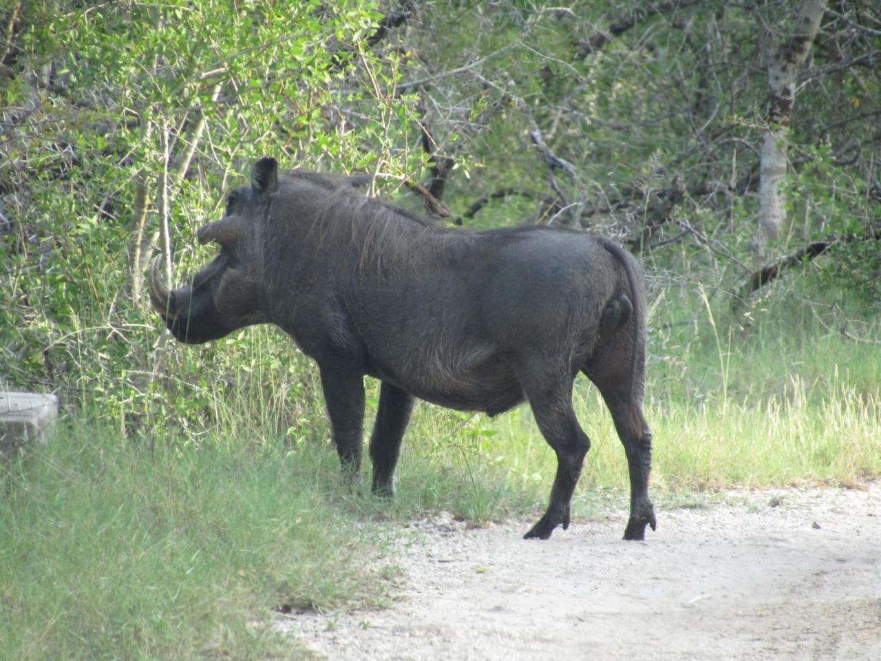 Tembe Elephant Park Lodge Sihangwane Εξωτερικό φωτογραφία