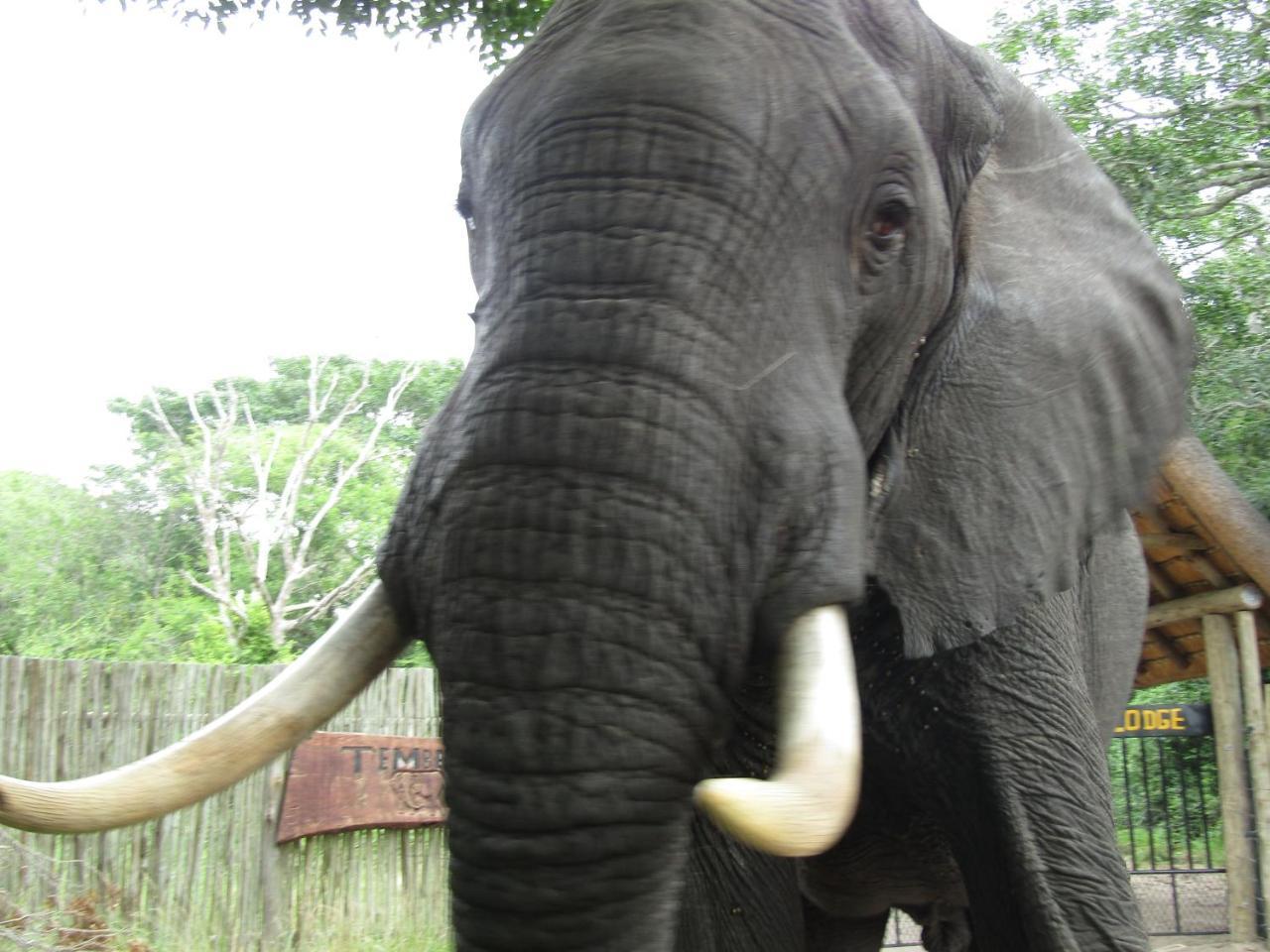 Tembe Elephant Park Lodge Sihangwane Εξωτερικό φωτογραφία